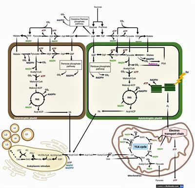 Progress in understanding and improving oil content and quality in seeds